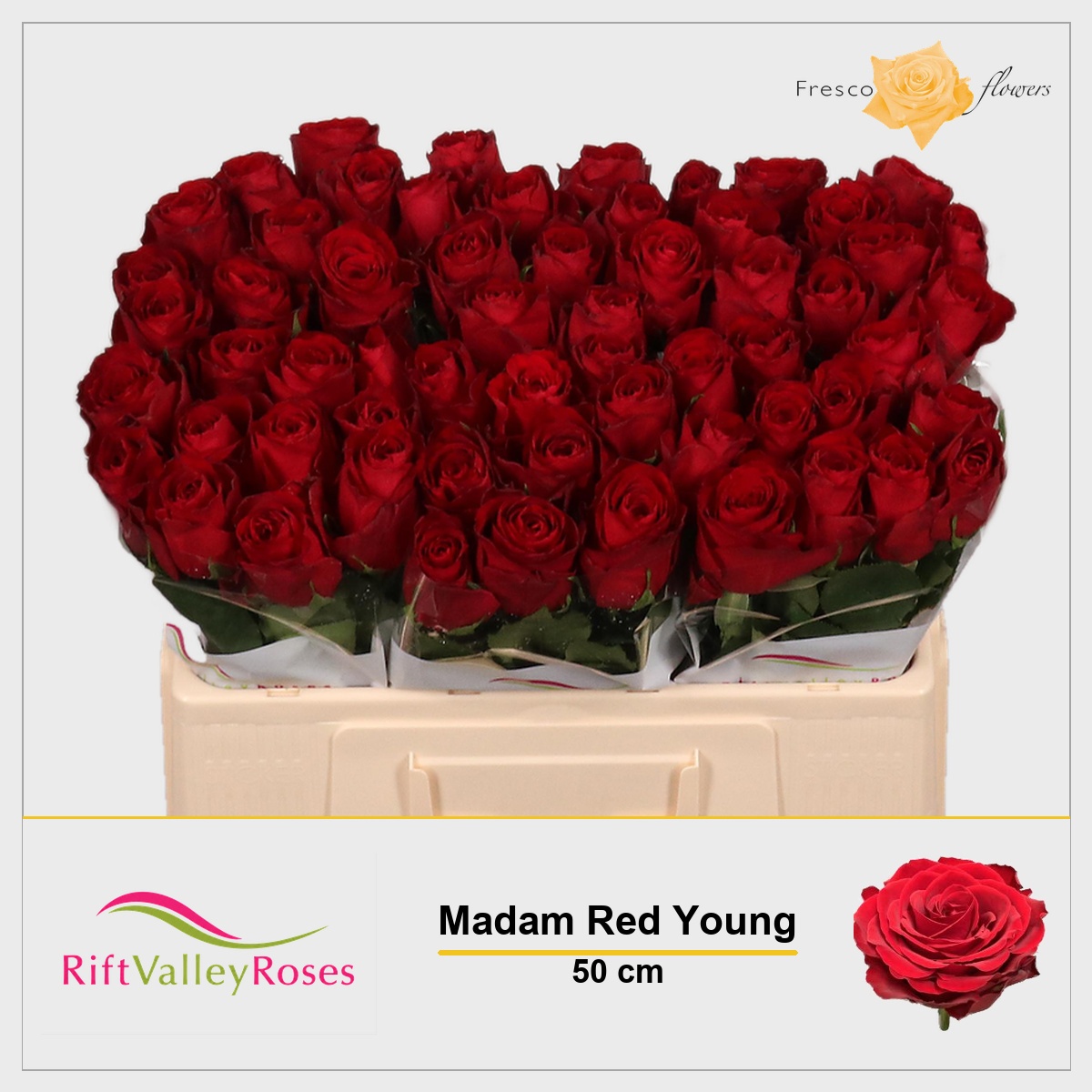 Rosa Madam Red 50cm