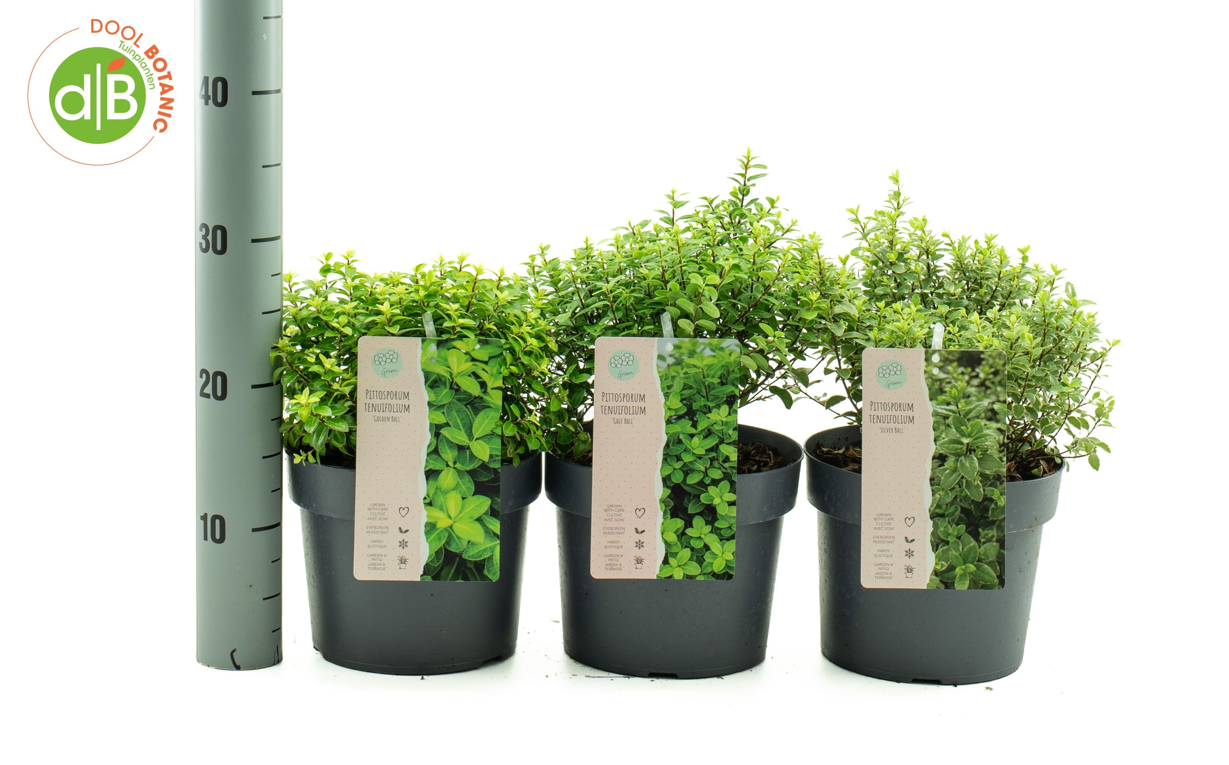 Pittosporum ten. 'mix'