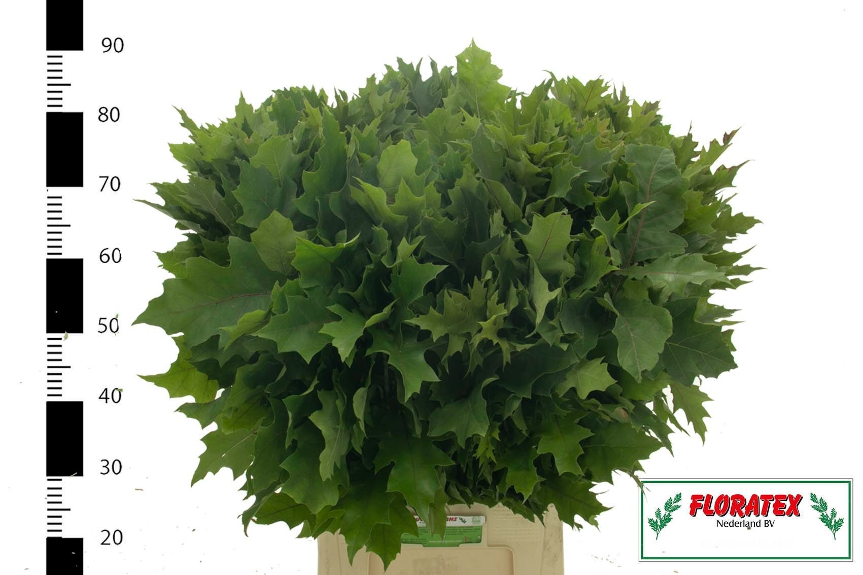 Querc Rubra