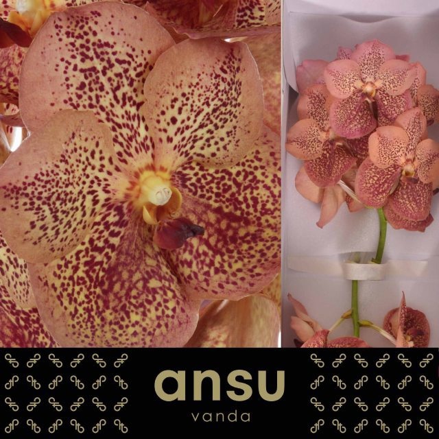 Vanda Su Leop Tanger 25L.cm