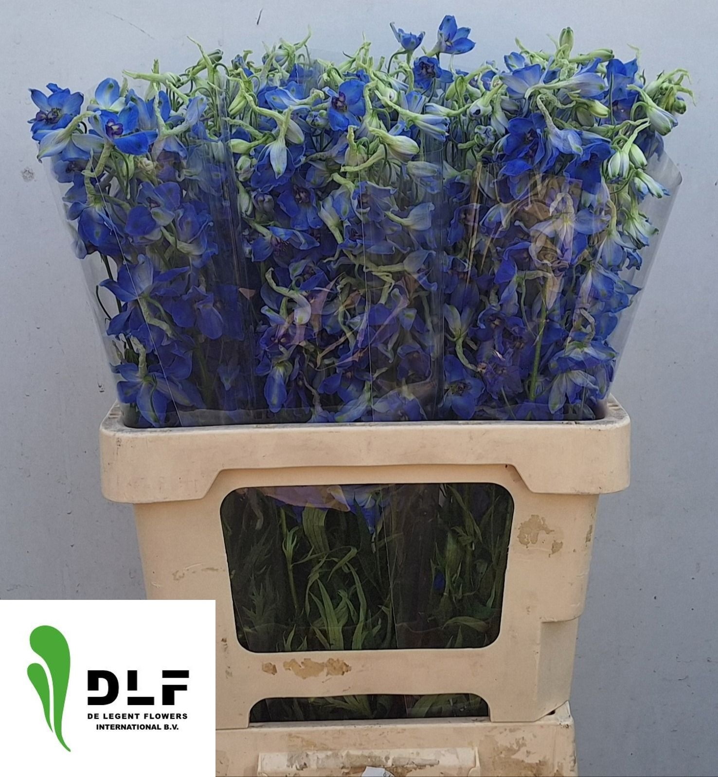 Delphinium Volkenrfrieden 60cm