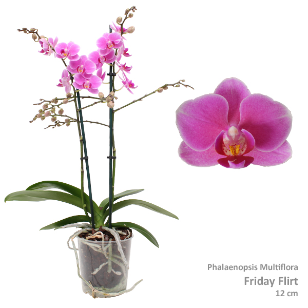 Picture of Phalaenopsis hybrid Multiflora Friday Flirt P12 2 spikes branched 30+ flowers height 47 cm