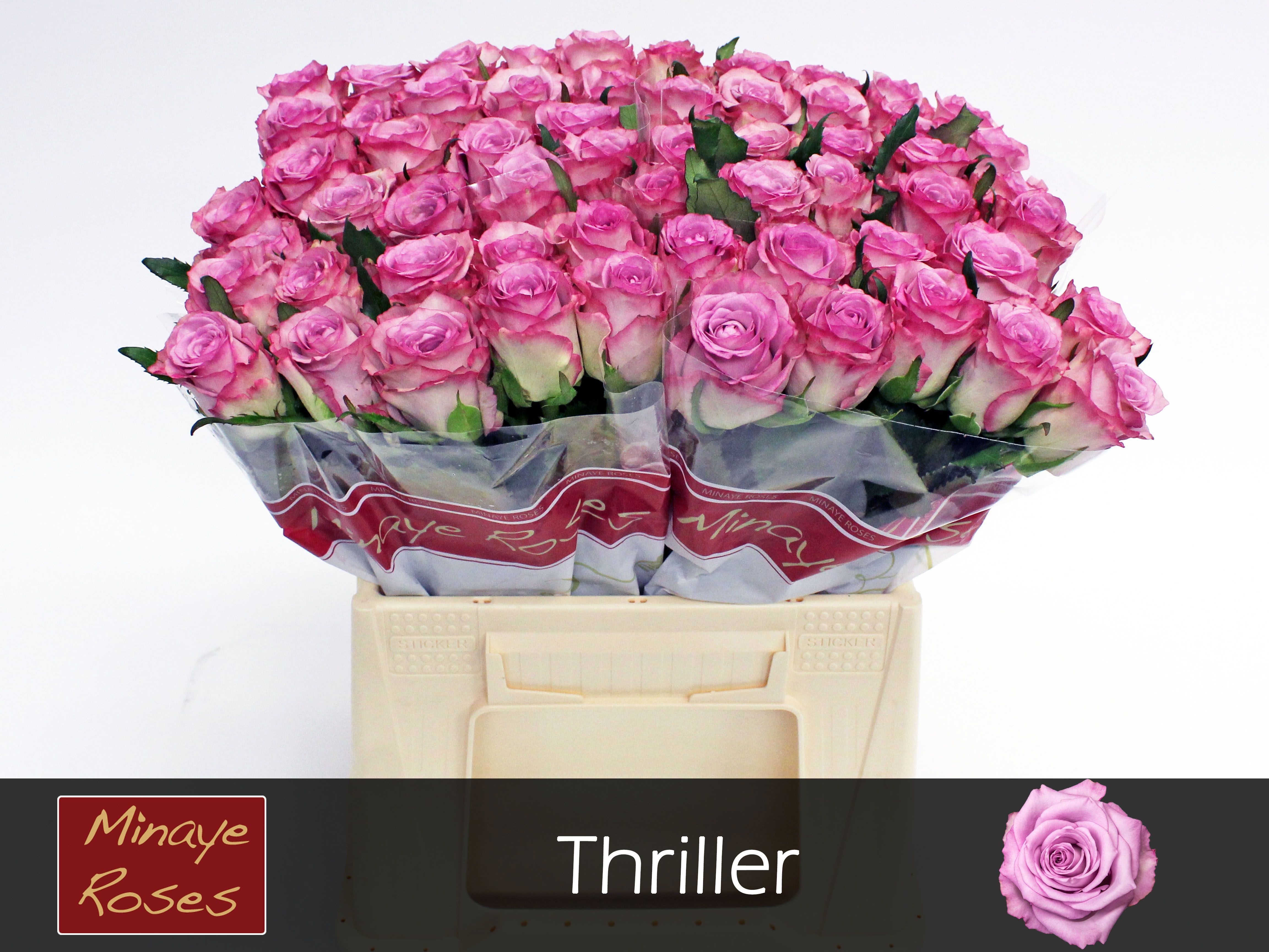 Rosa Thriller 40cm