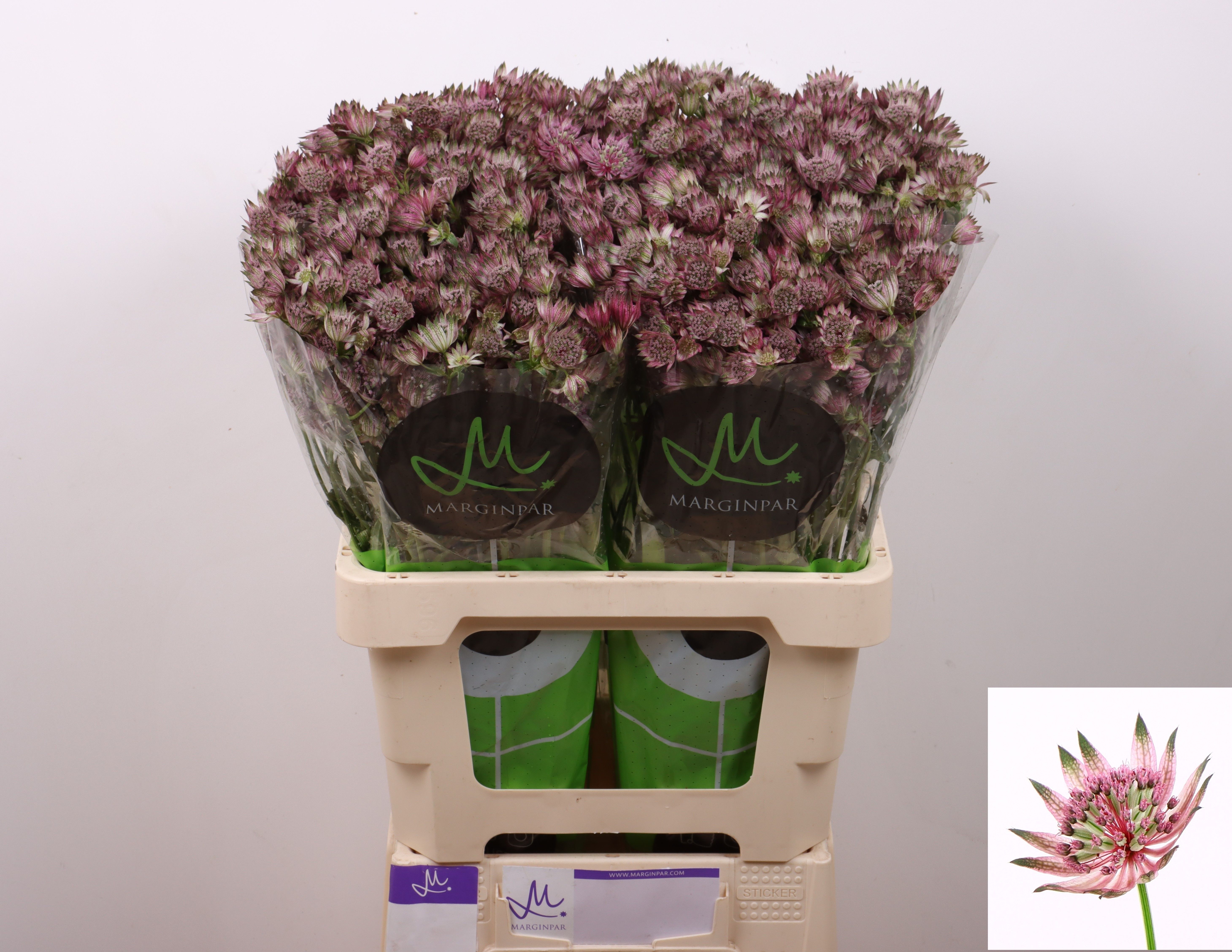 Astrantia Star Of Africa 60cm