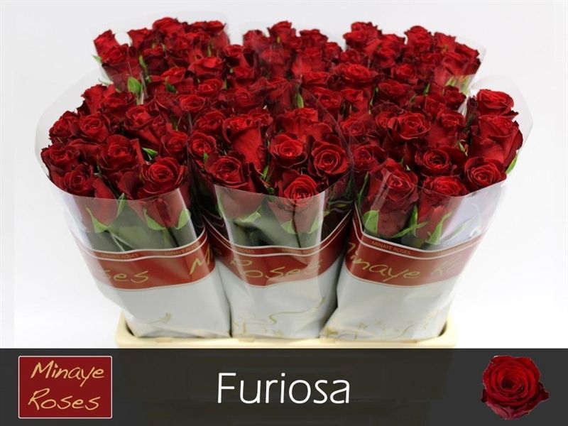 R Gr Furiosa