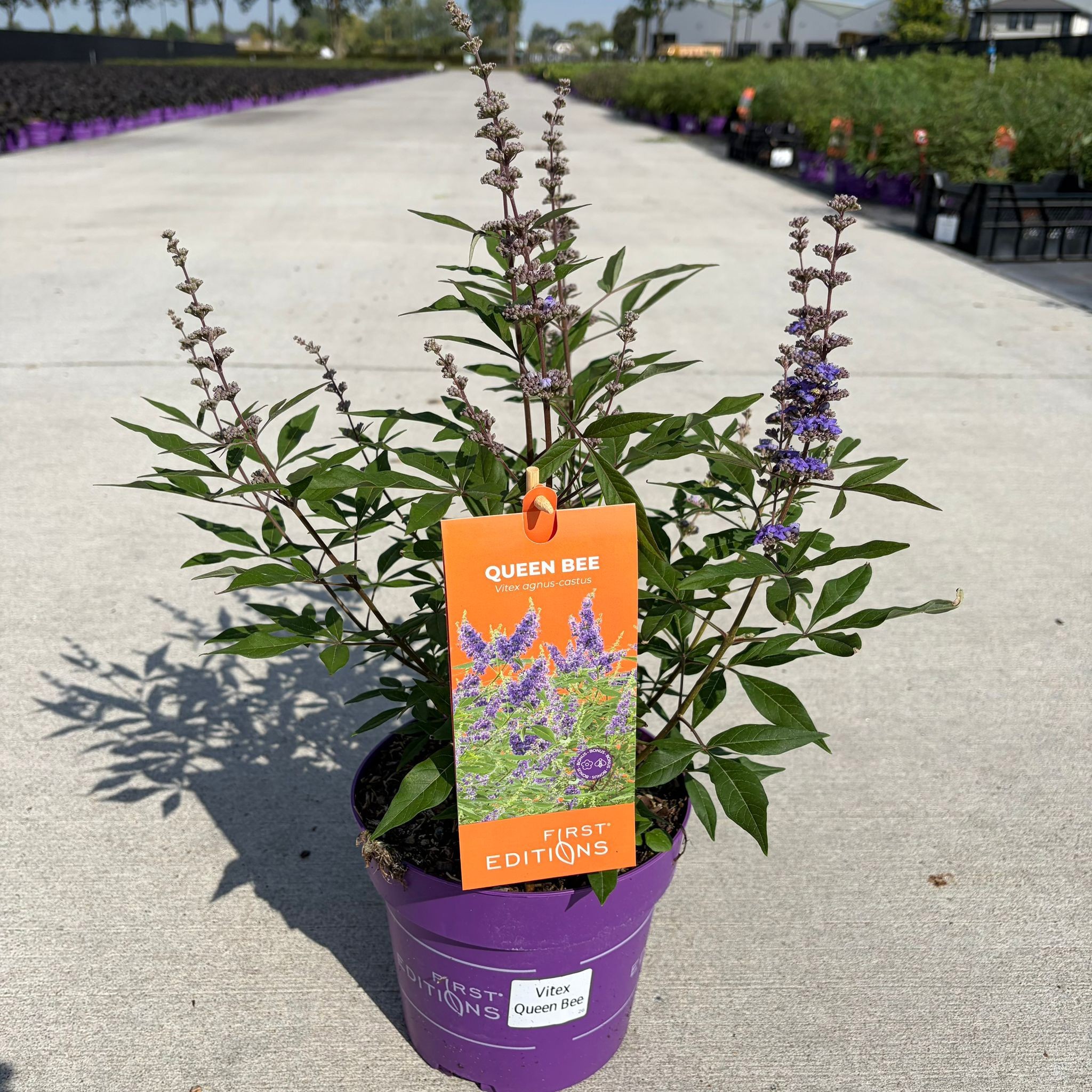 Vitex agnus-castus 'Bailtexone' QUEEN BEE®
