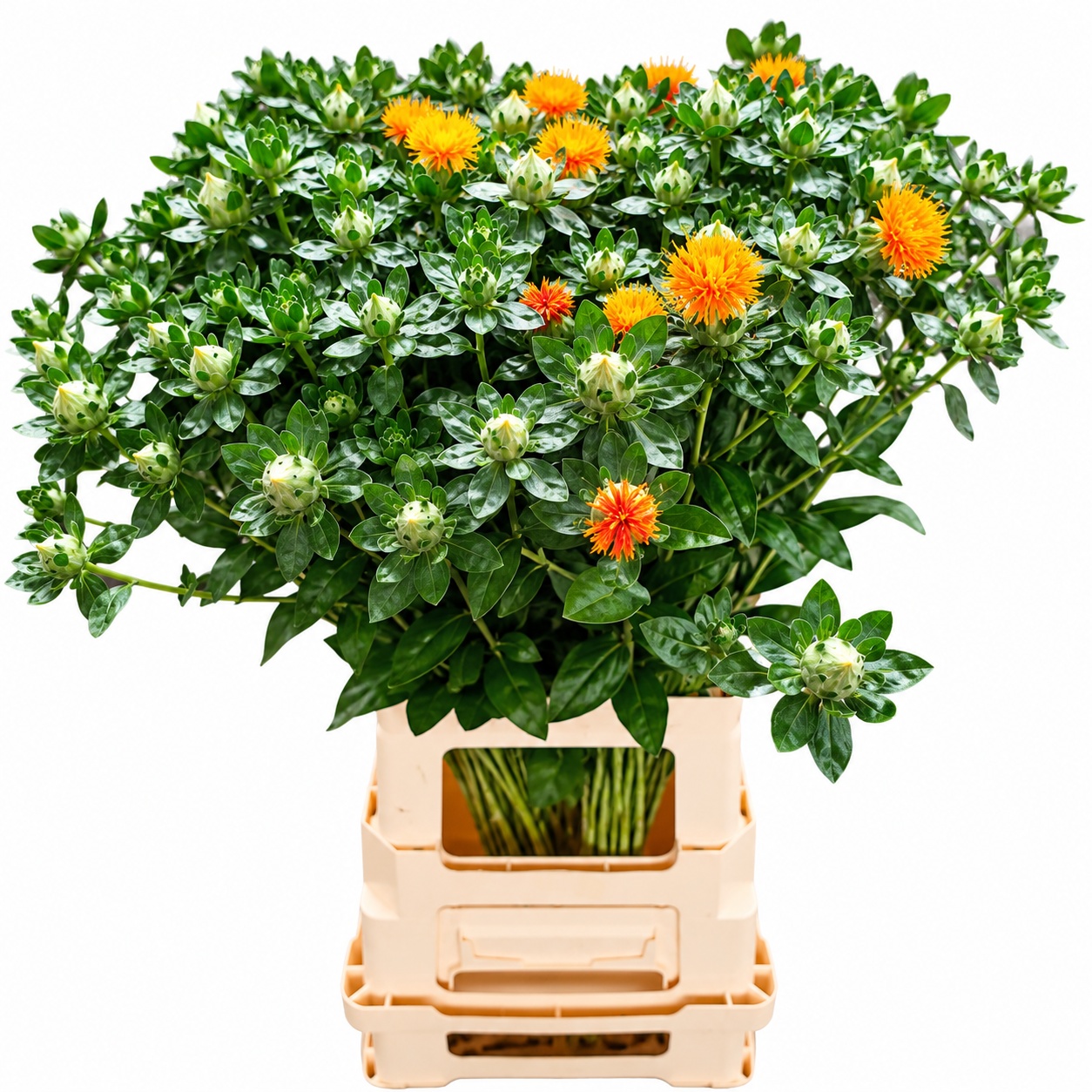 Carthamus Tin Kinko 70cm