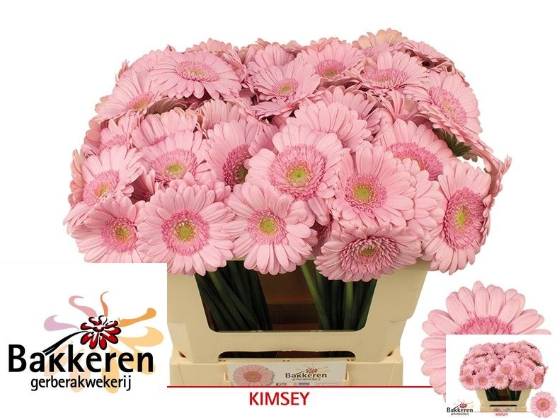 Ge Mi Kimsey 50L.cm
