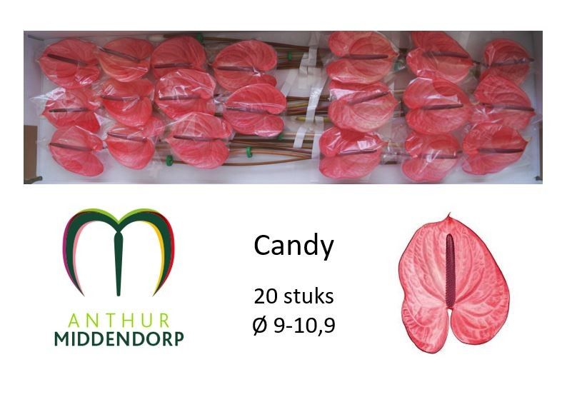 Anthurium Candy 9Ø