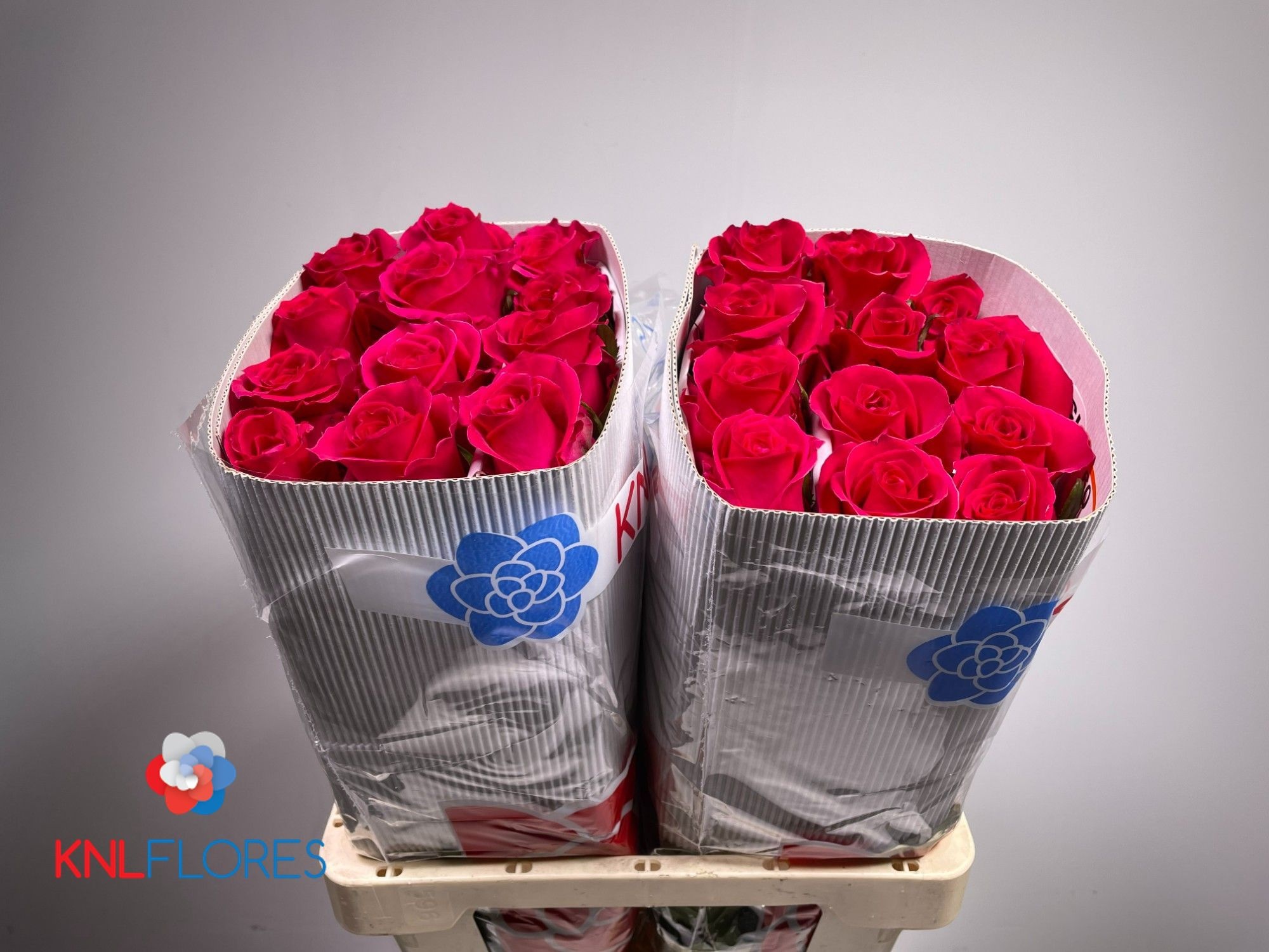 Rosa 60cm