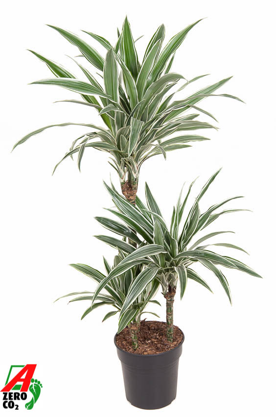 Picture of Dracaena White Stripe 60-30-15 P21 110cm