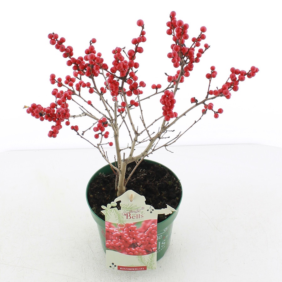Picture of Ilex verticillata 'Jingle Bells'® C2 (17cm.)