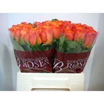 Rosa Confidential 40cm