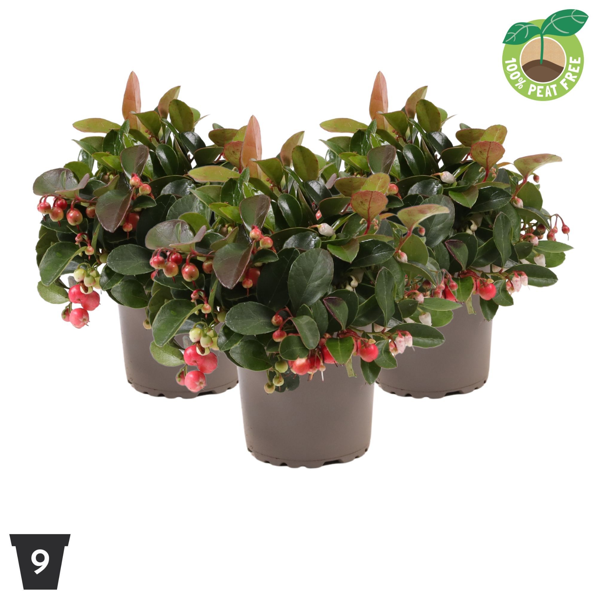 Gaultheria procumbens Big Berry ('Gaubi')
