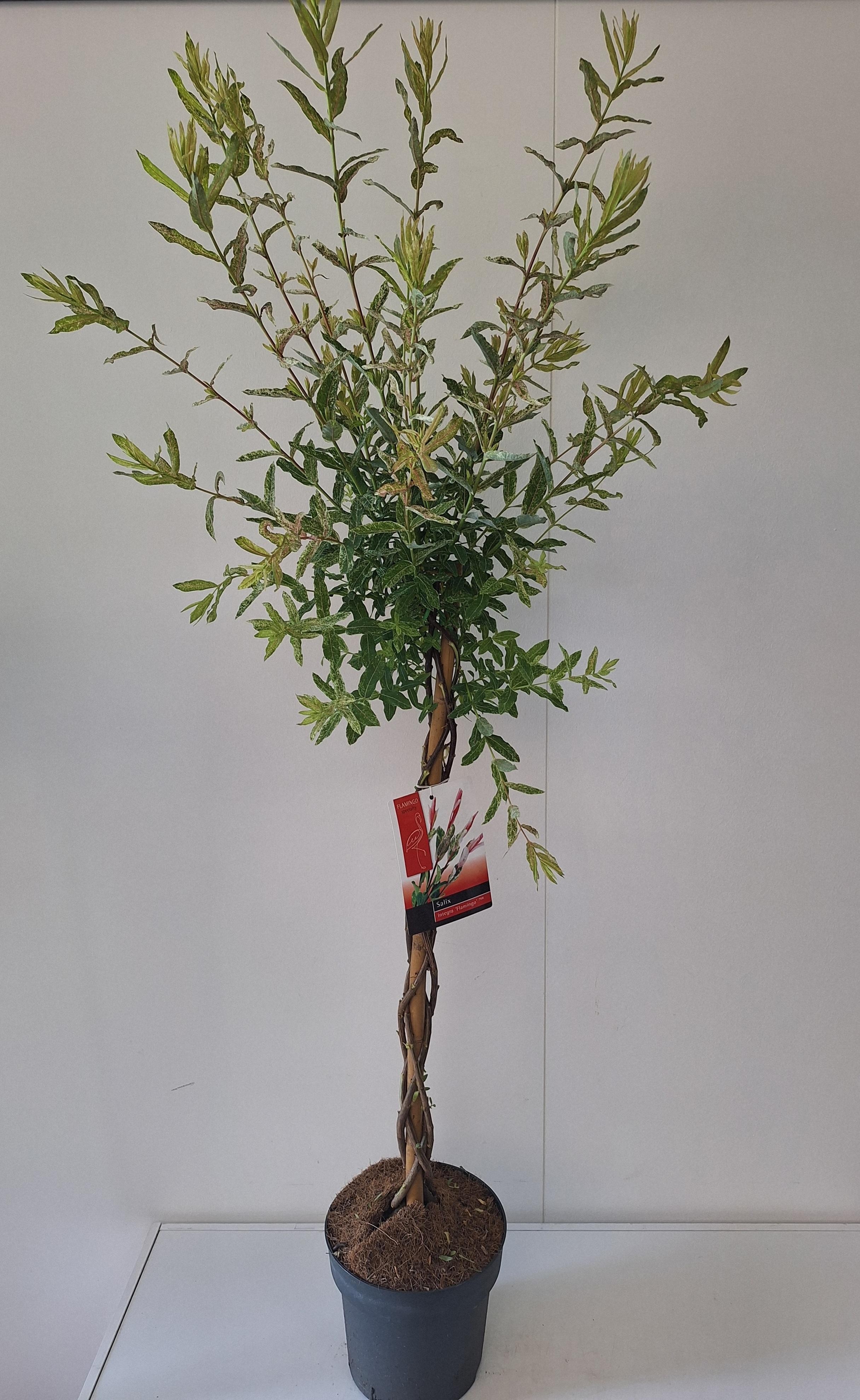 Picture of Salix Flamingo gevlochten stam p21 Pink pot