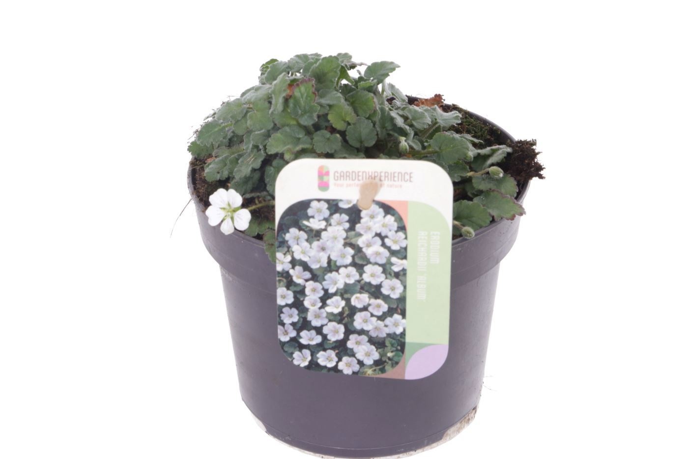 Erodium reichardii 'Album'