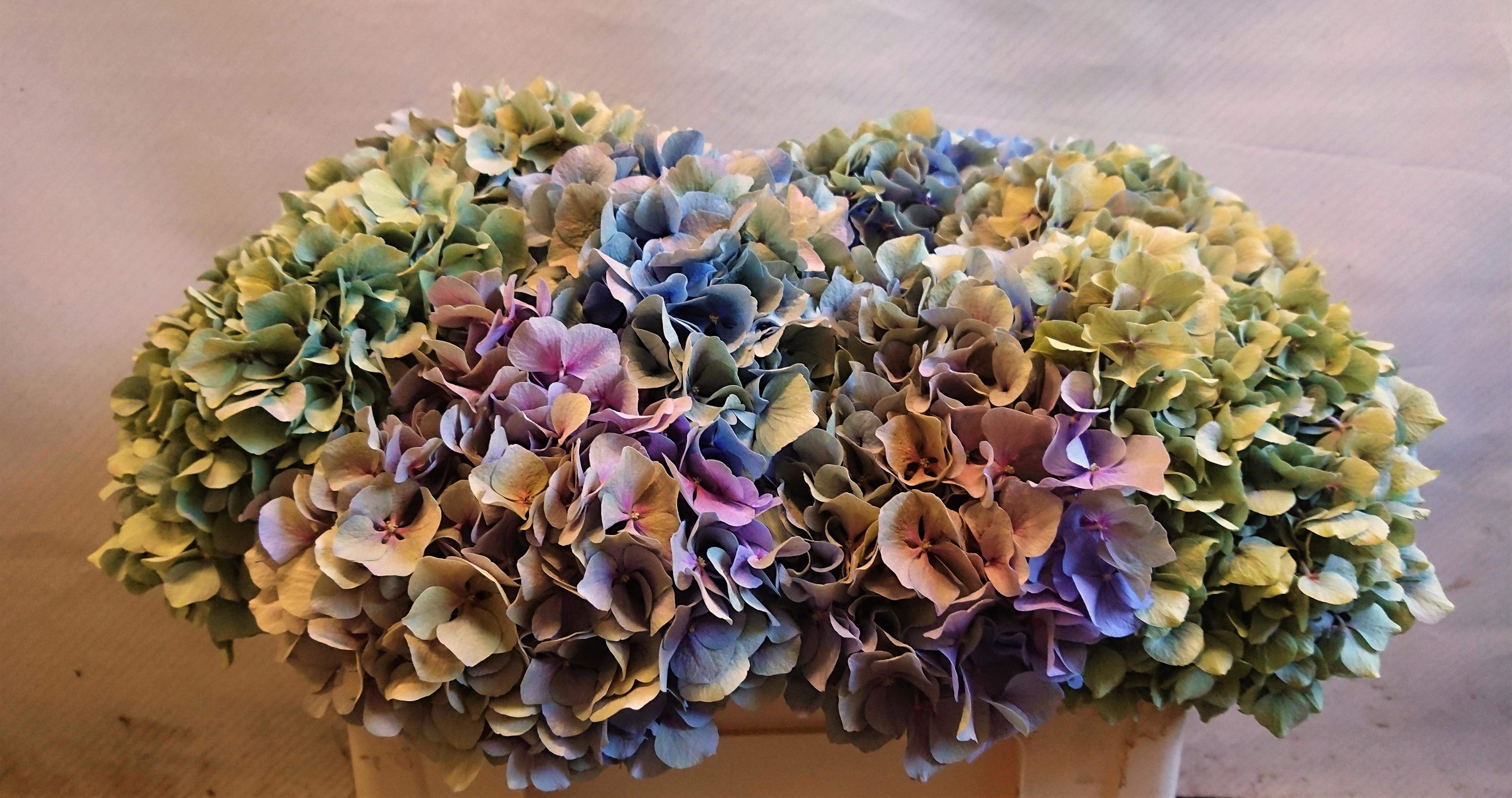 Hydrangea Bodensee Clas 45cm 18Ø