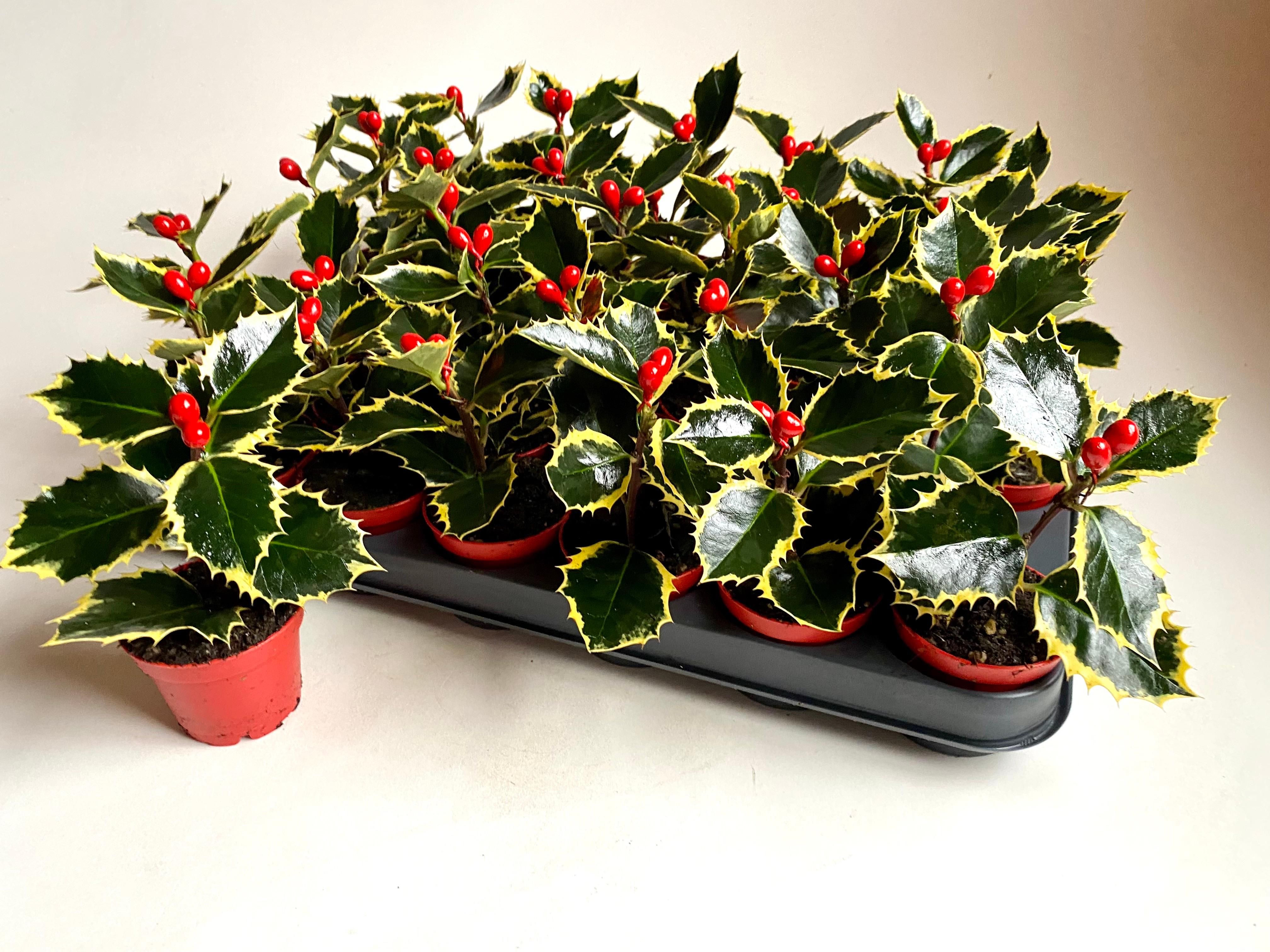 Ilex aquifolium 'Aurea Marginata' | Hamiplant