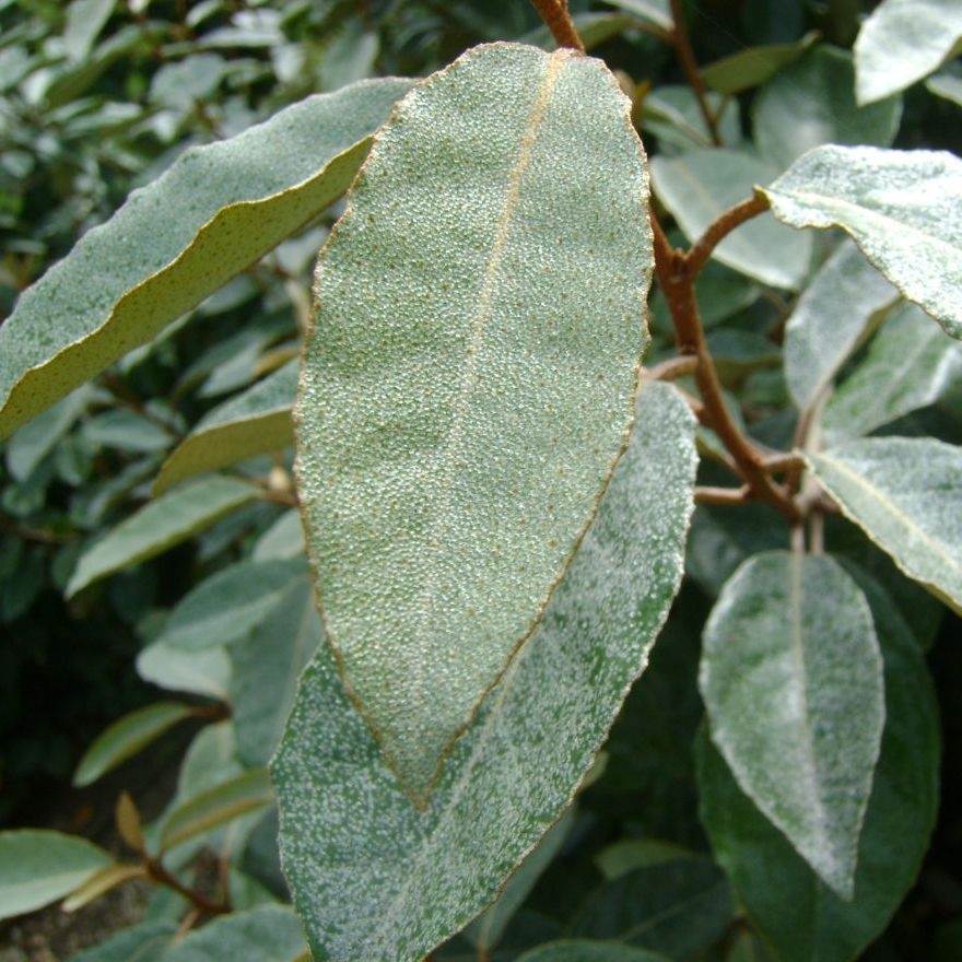 Picture of Elaeagnus ebbingei