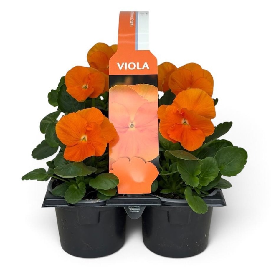 Viola Sixpack Viola F1 Clear Orange