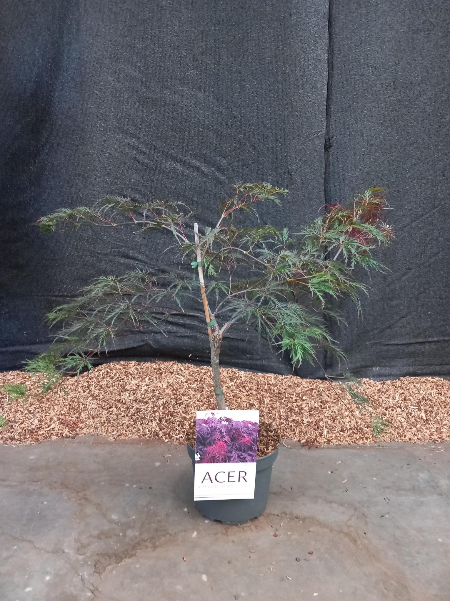 Picture of Acer palmatum Inaba-Shidare