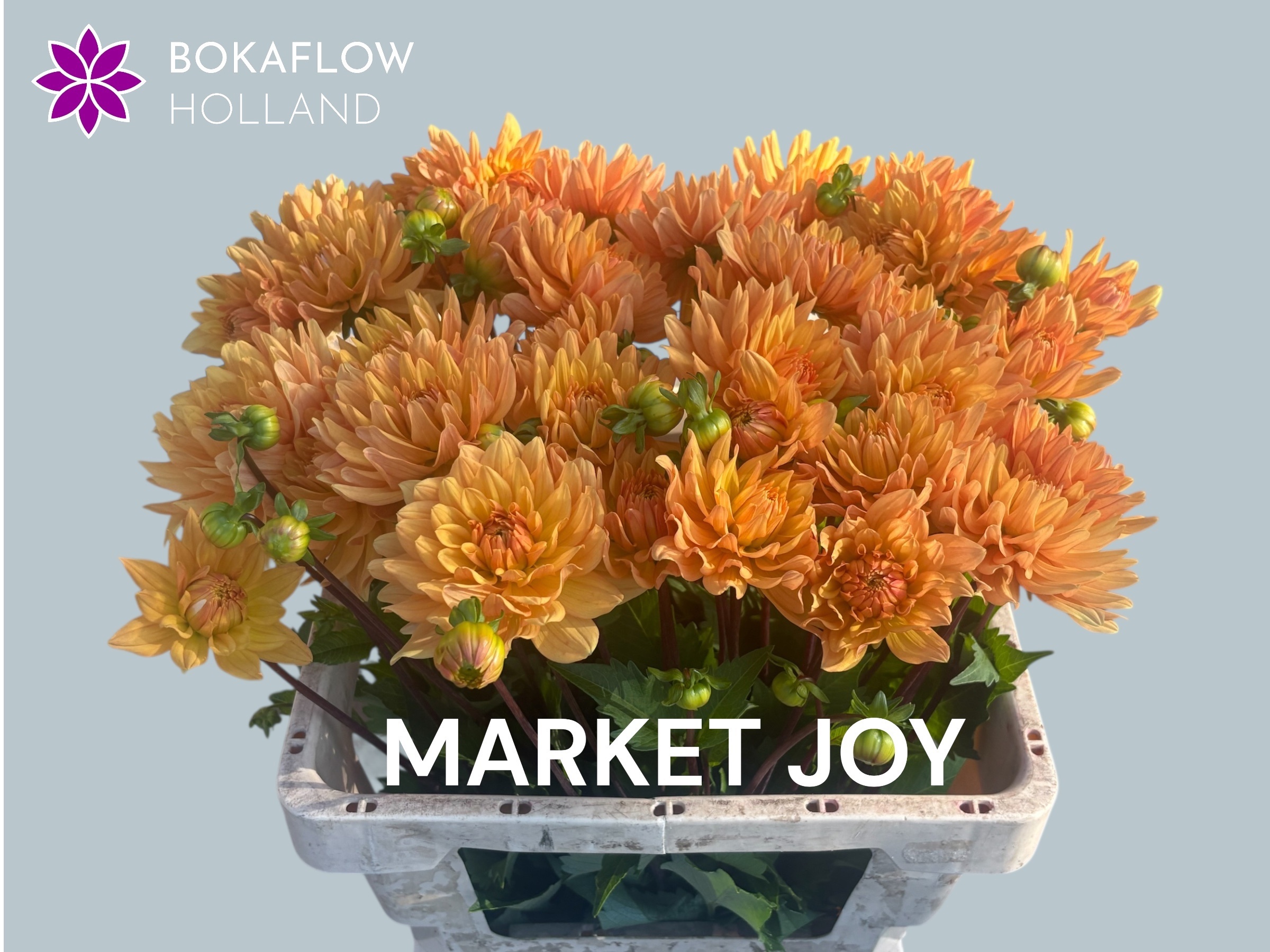 Dahl Market Joy 55L.cm 23bloei
