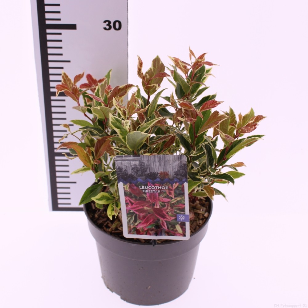 Picture of Leucothoe 'Firestar' PBR