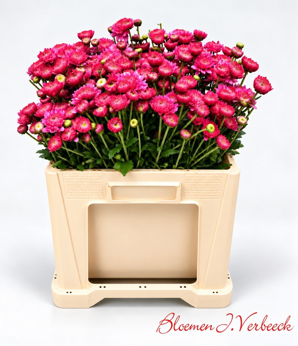 Chrys Spray Blenda Purple 50cm 45gram
