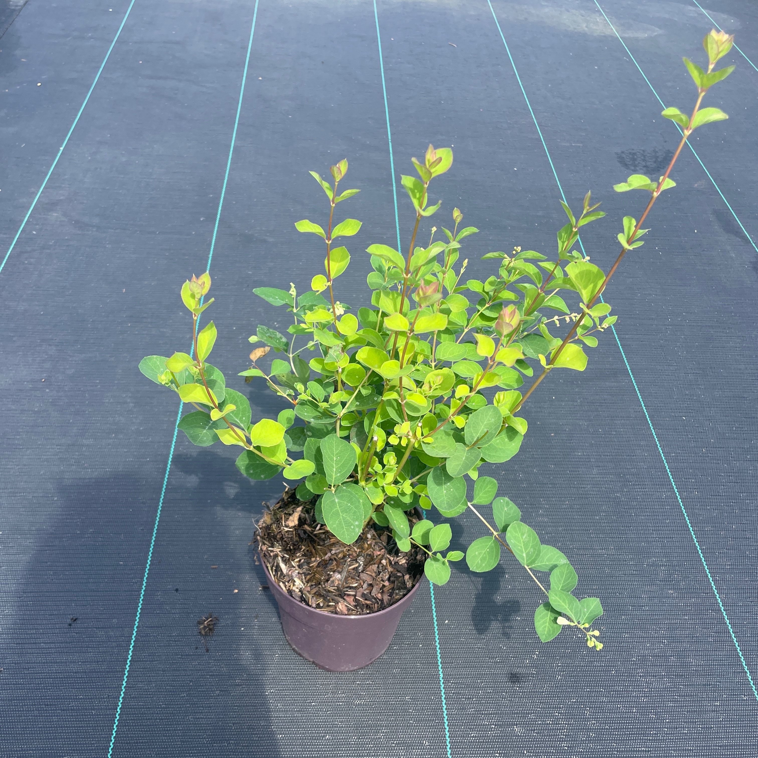 Symphoricarpos doorenbosii 'Mother of Pearl'