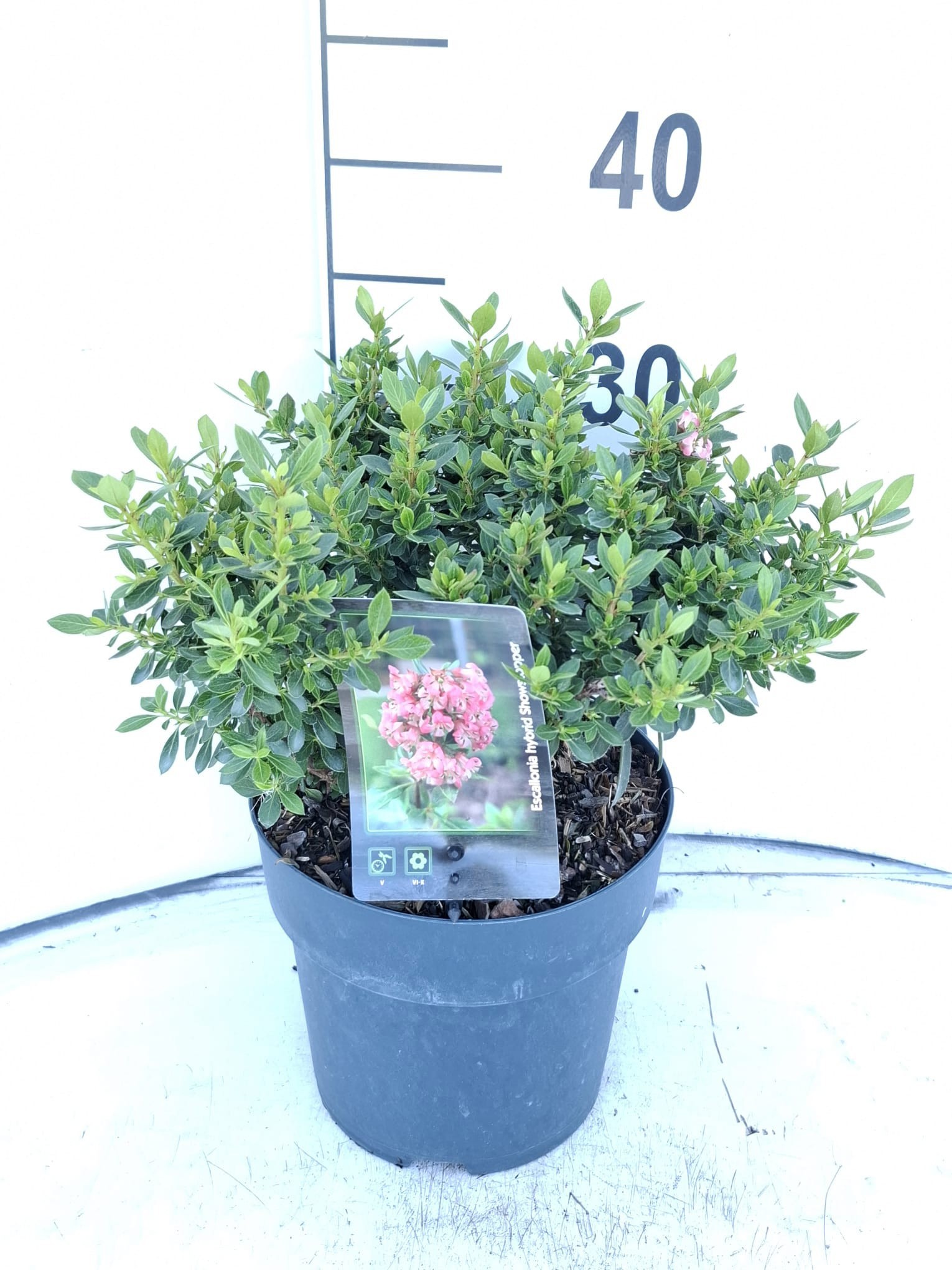 Escallonia laevis 'Showstopper'