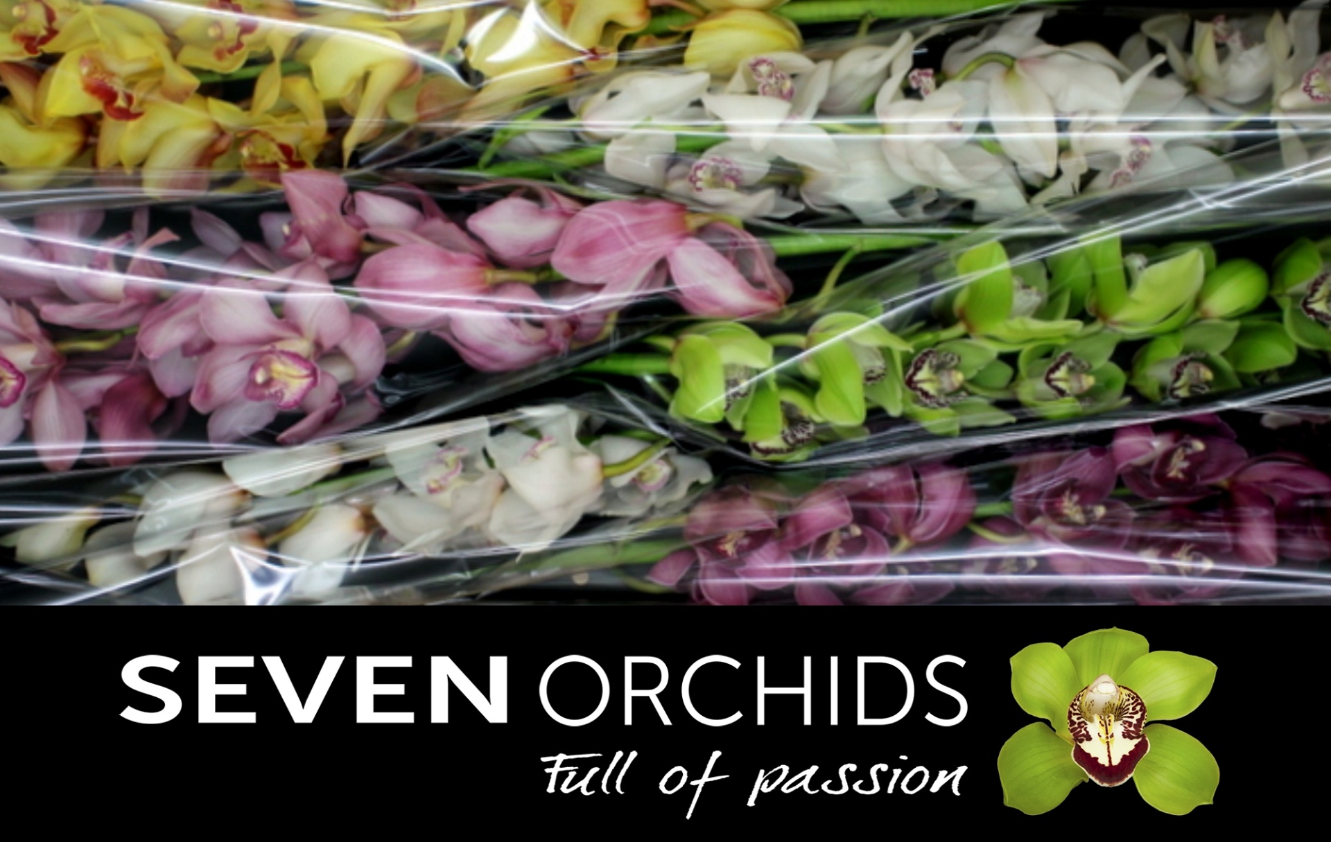 Cymbidium Asst 13bl