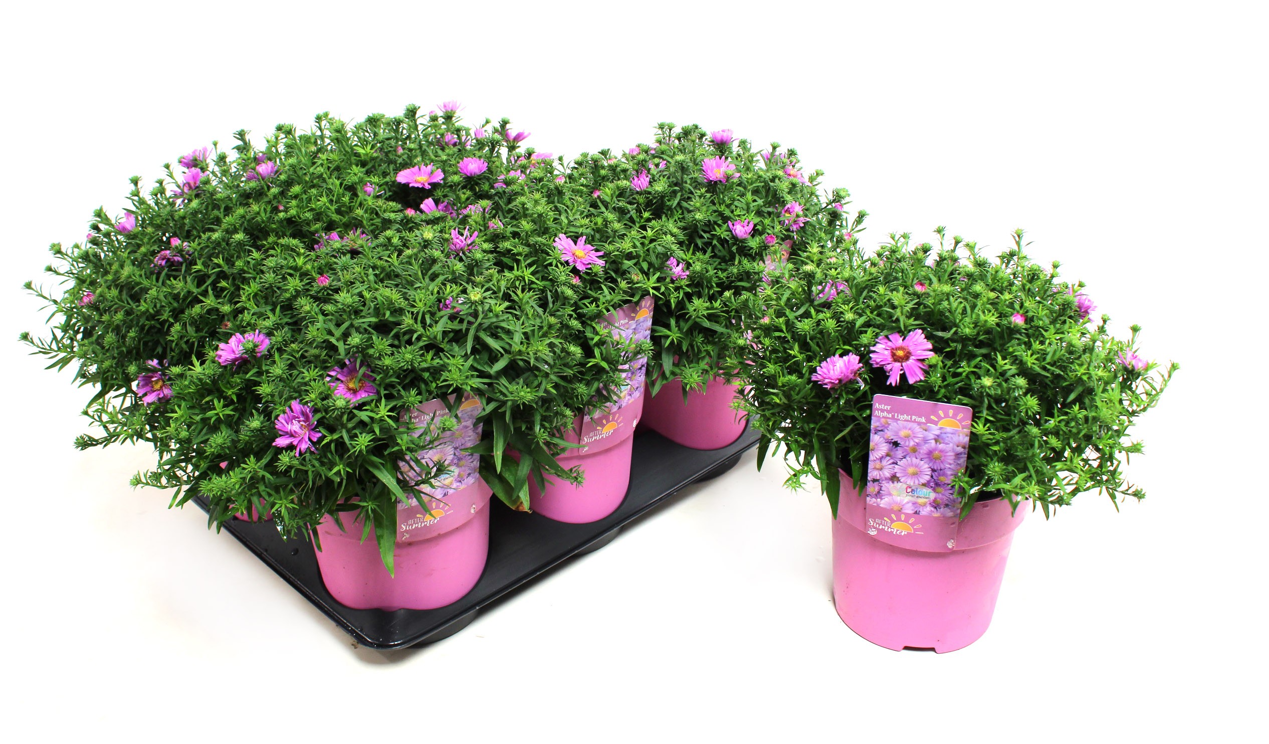 Picture of Aster Alpha Light Pink (After Summer) P15