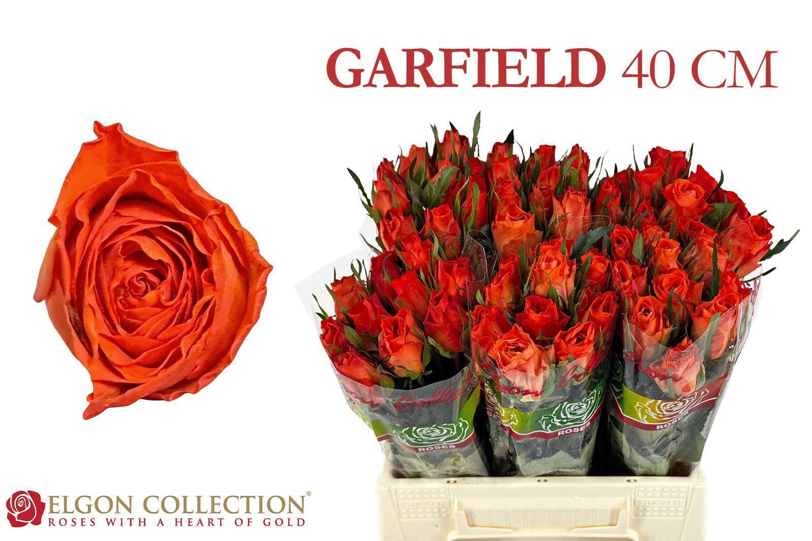R Gr Garfield+