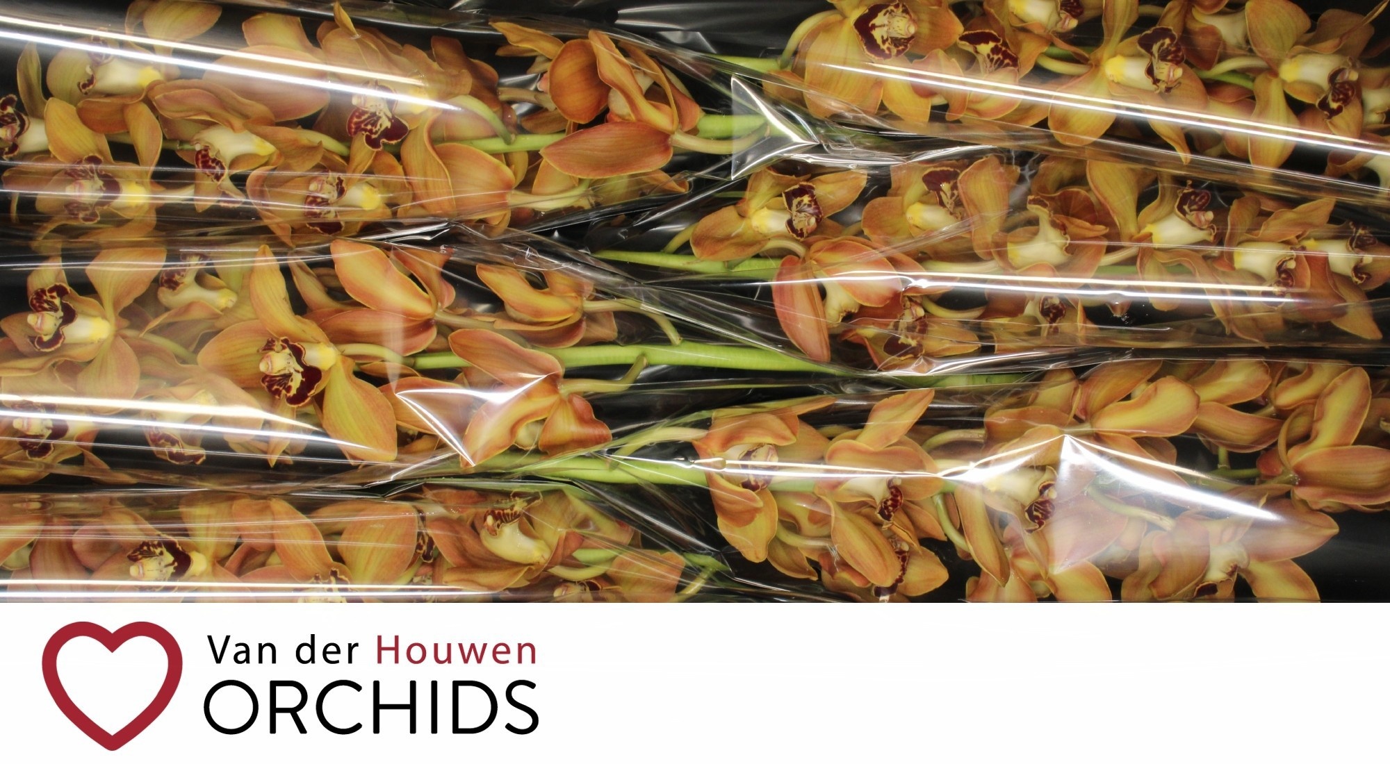 Cymbidium Charly Brown 12/15bl