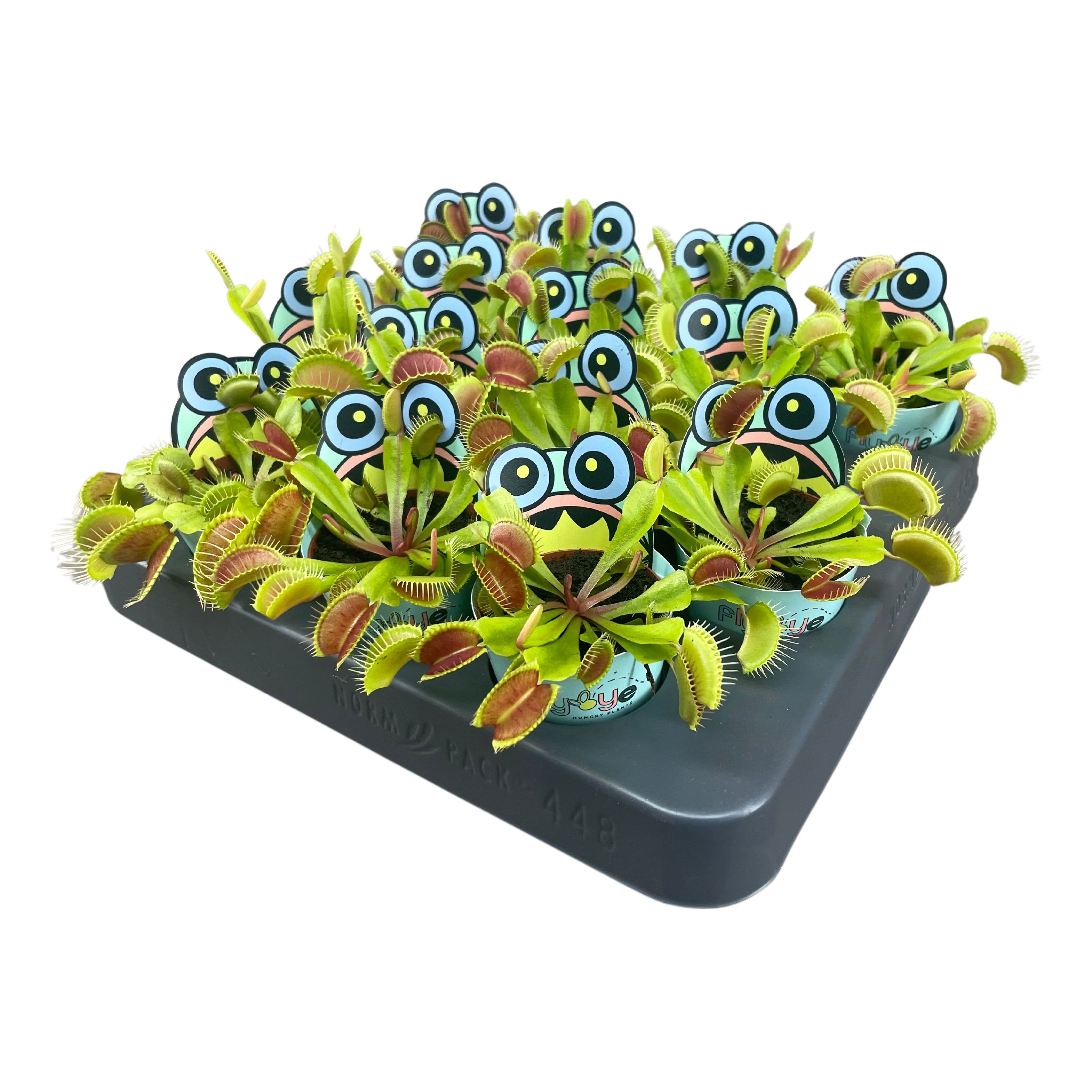 Picture of Dionaea Muscipula in Flybye potcover P5.5 7CM