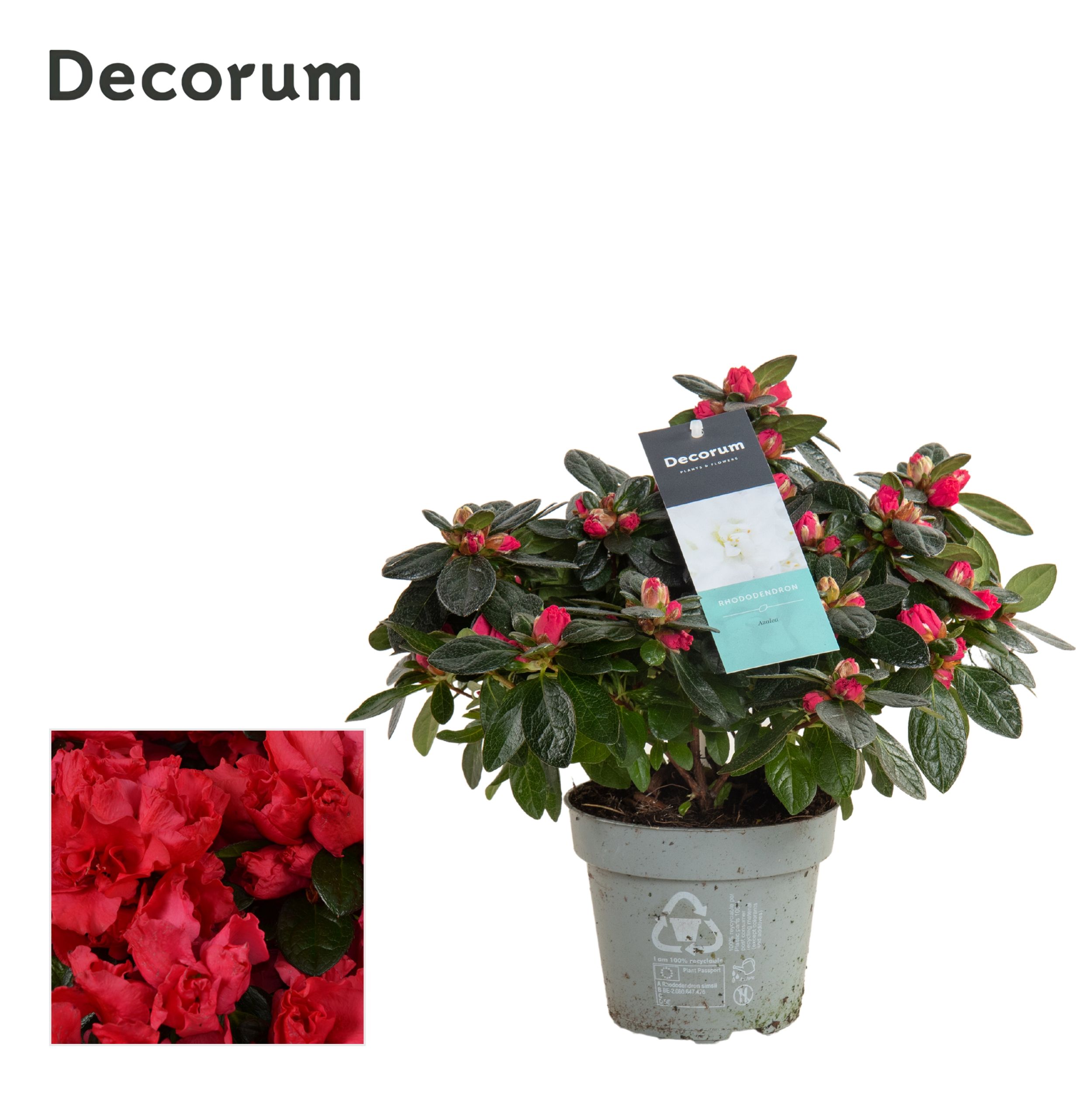 Picture of Rhododendron simsii (Azalea) Red - Decorum P13 25CM