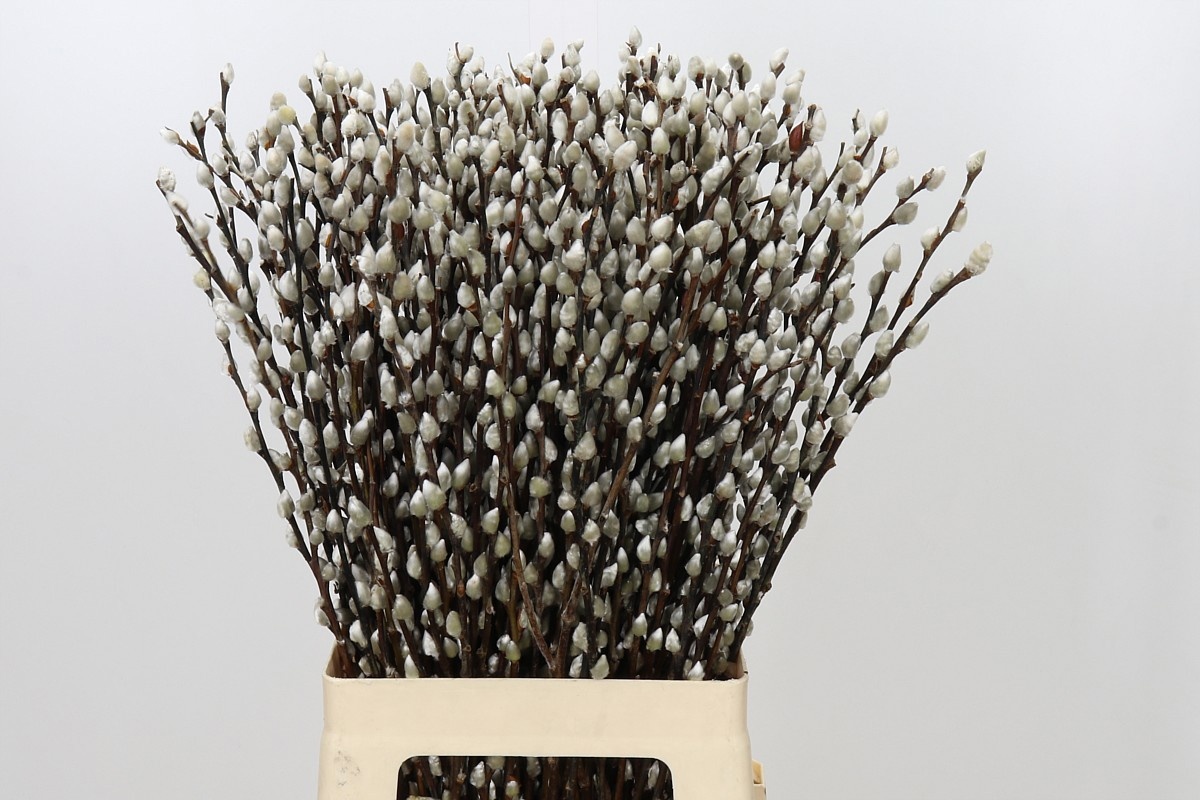 Salix Ca Snow Flake 70cm