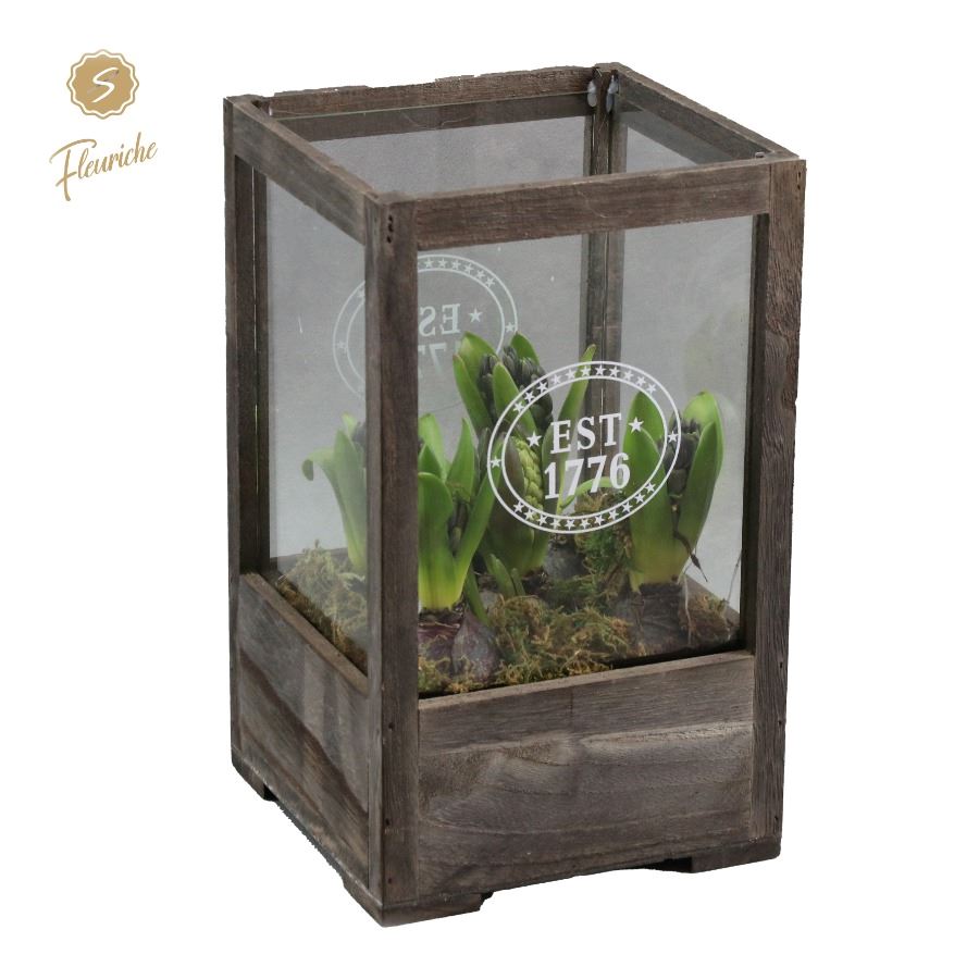 Picture of (7702) Hyacint Lantern Wood [L] 5PP Mos P19 30CM