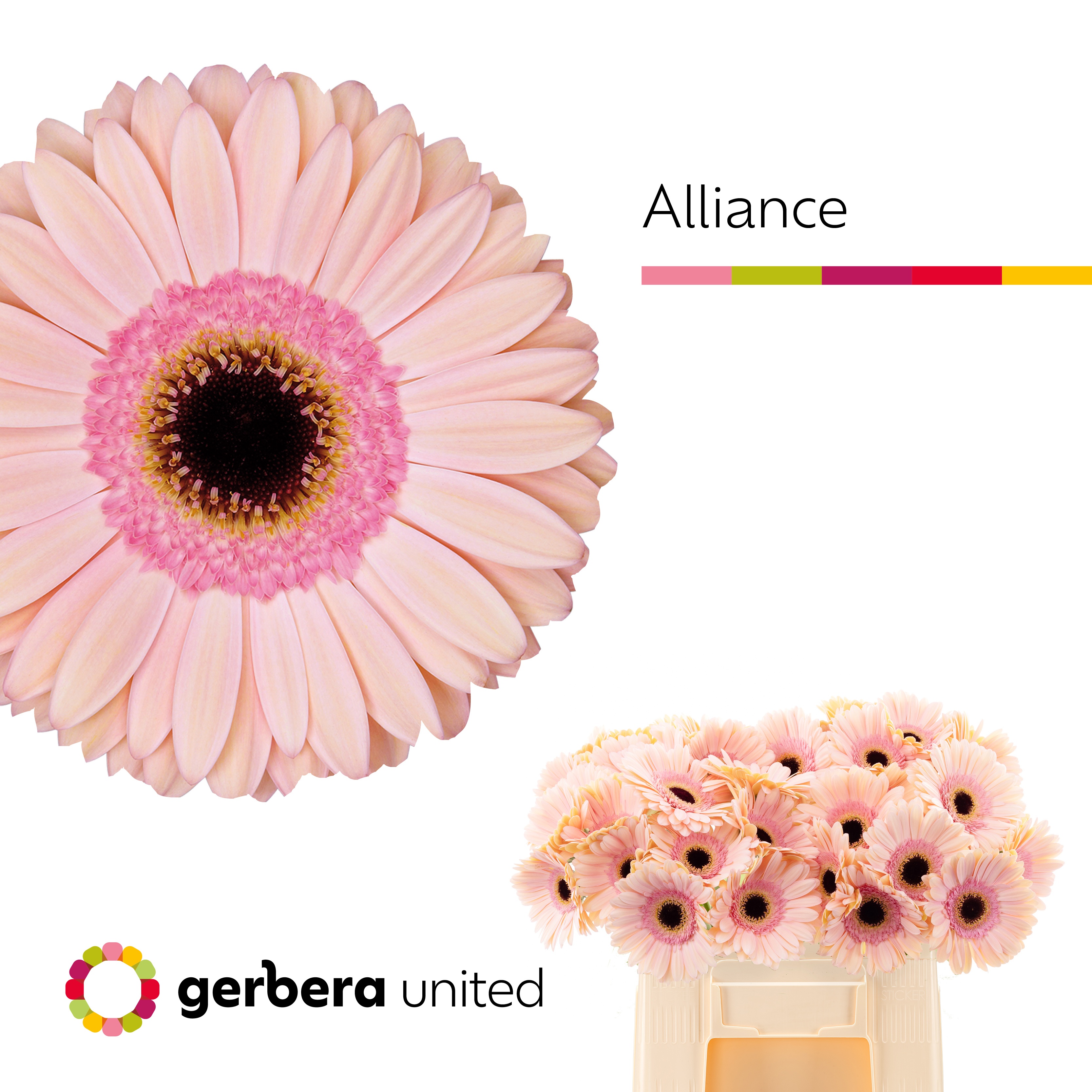 Ge Gr Alliance