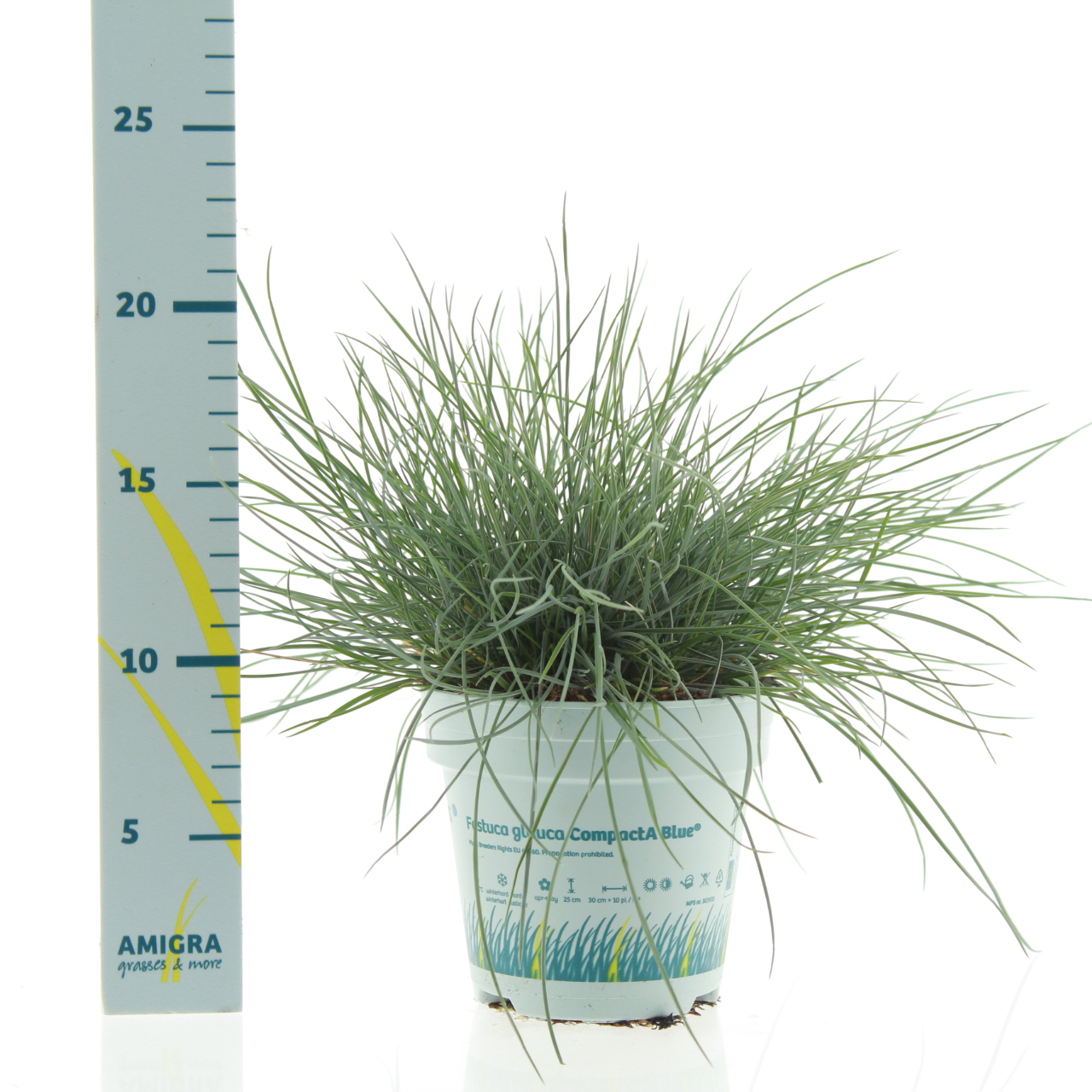 Picture of Festuca glauca CompactA Blue® P10.5