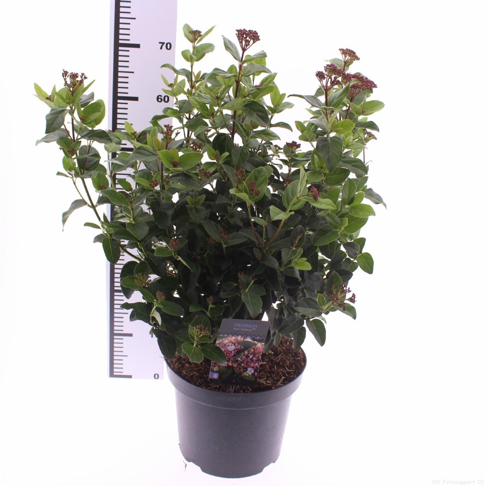 Picture of Viburnum tinus 'Lisarose'