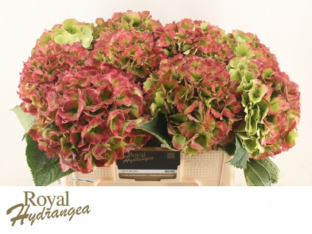 Hydrangea Verena Classic Pink 50cm 20Ø