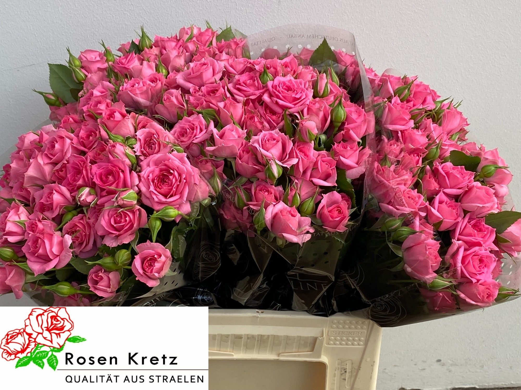 Rosa Garden Spray Pink Dimension 40cm