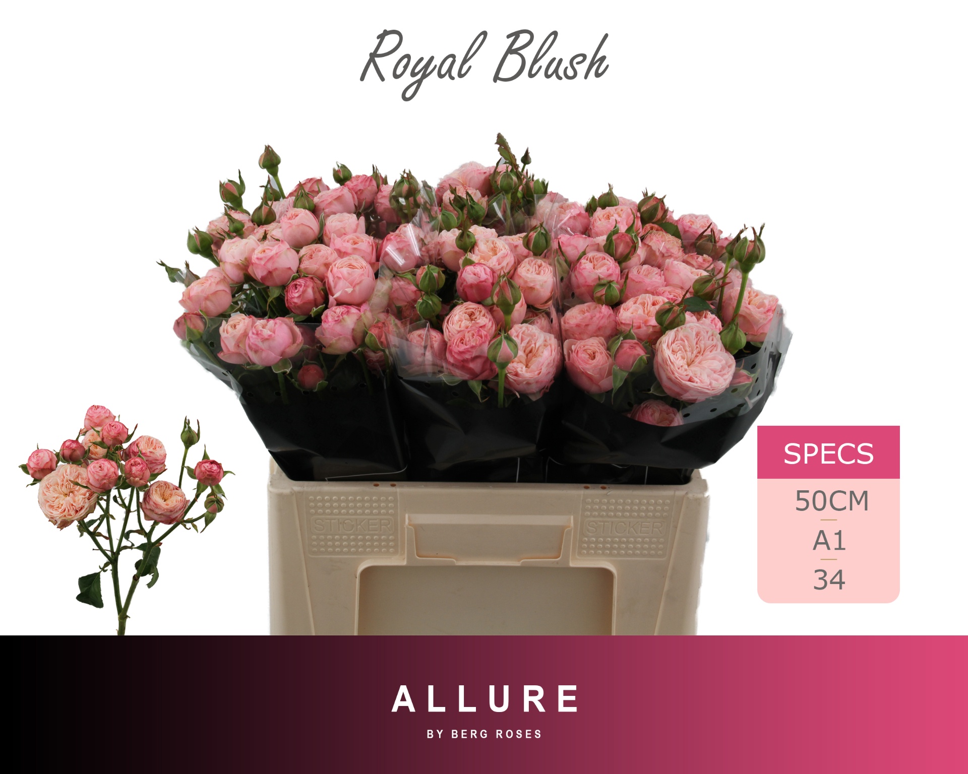 Rosa Spr Royal Blush 50cm