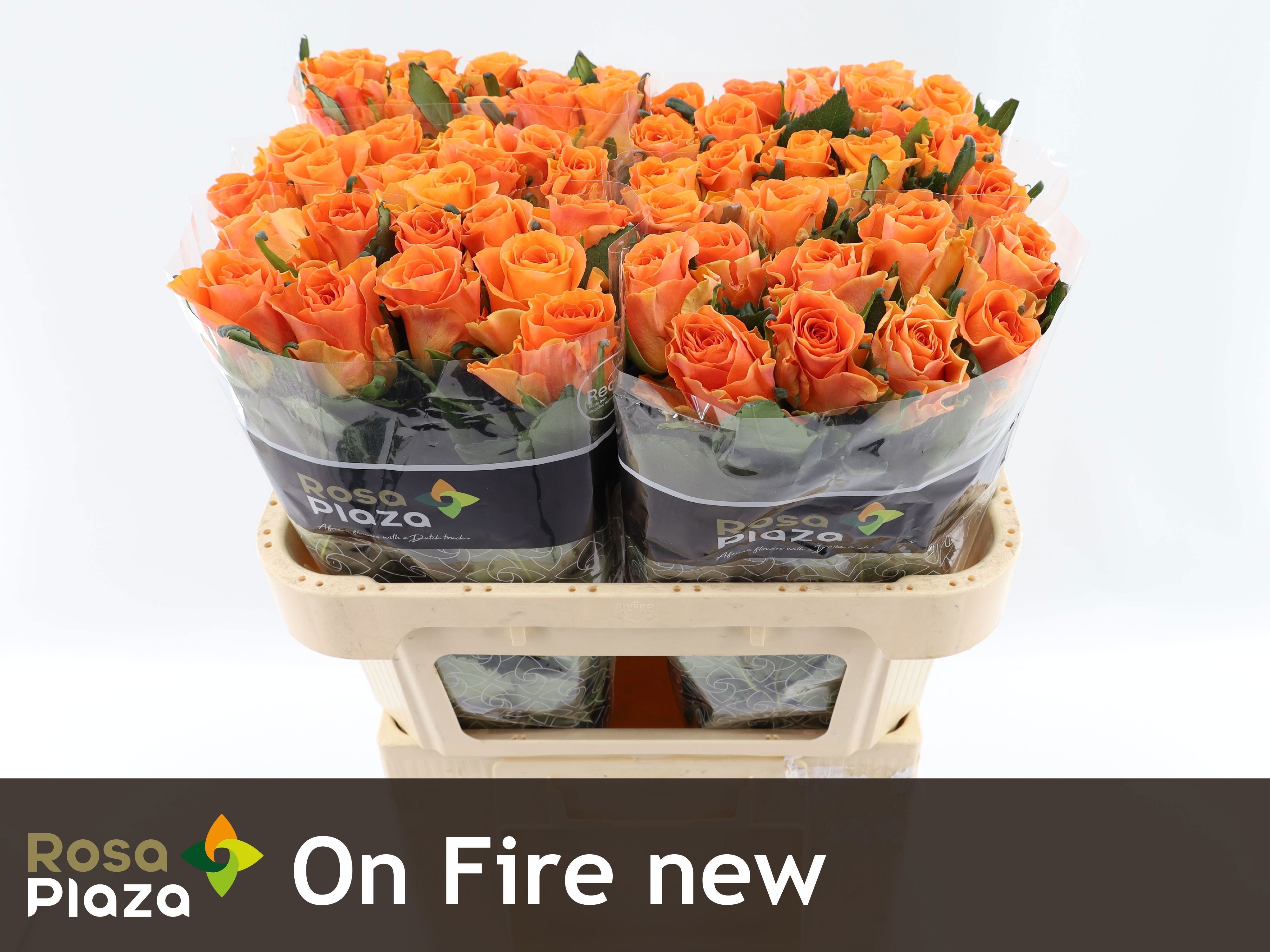 Rosa On Fire 70cm