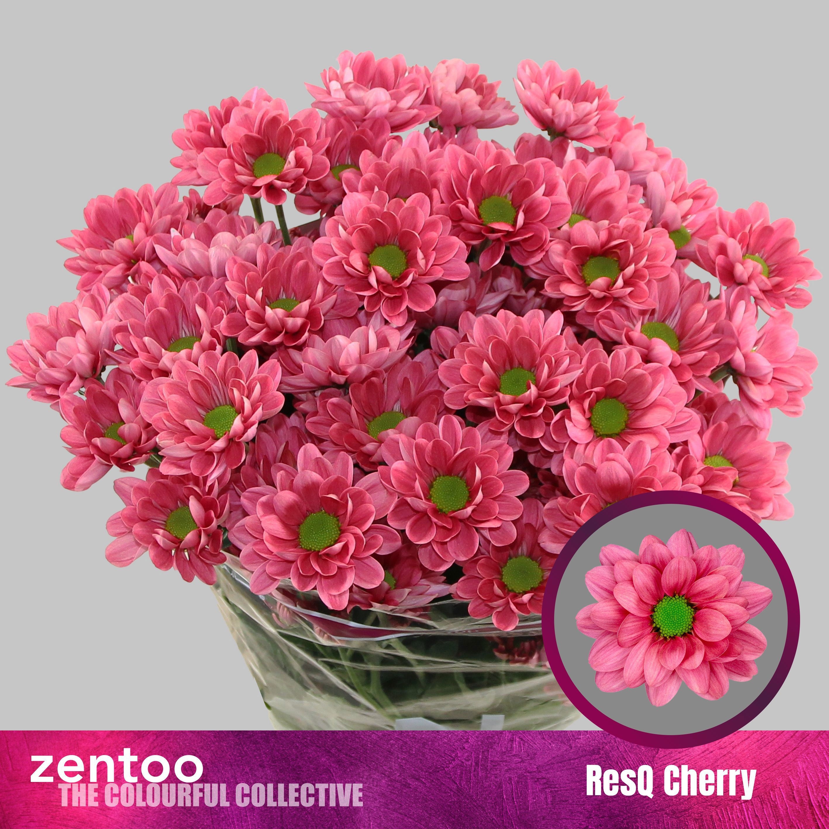 Chrys Spray Resq Cherry 75gram
