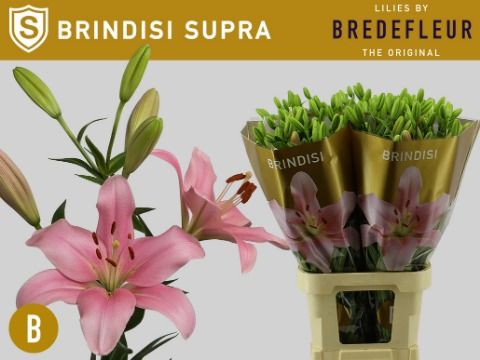 Li La Brindisi