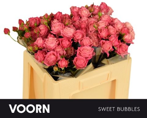 R Tr Sweet Bubbles