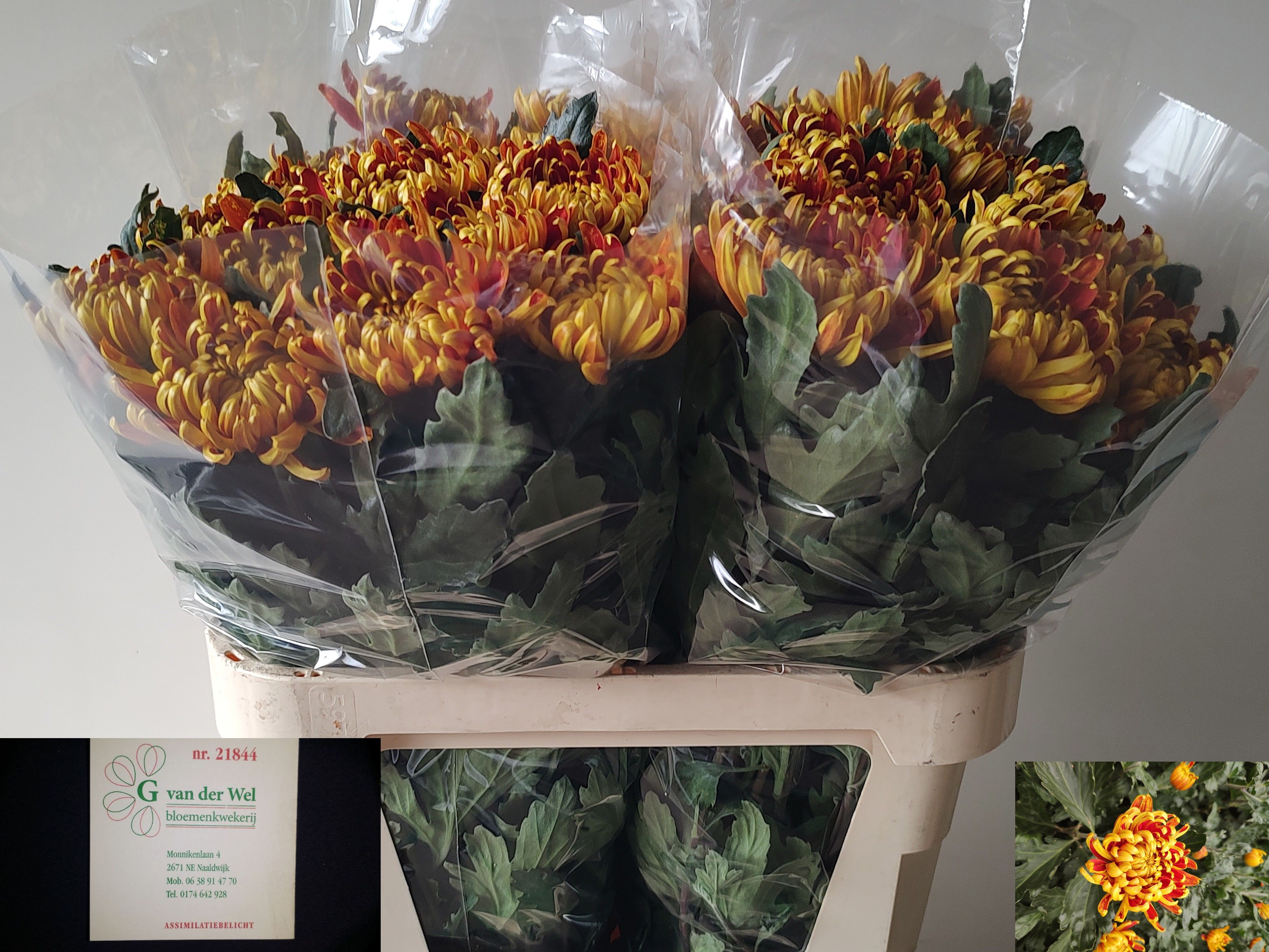 Chrys Single Fuego 80cm 105gram