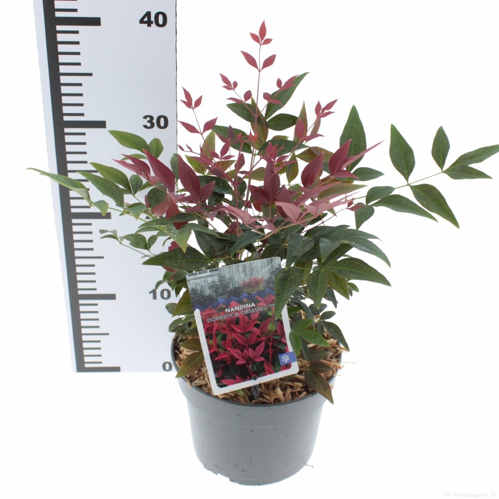 Picture of Nandina domestica 'Obsessed'